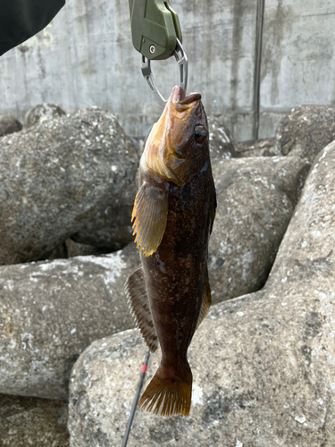 アイナメの釣果