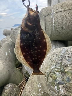 ヒラメの釣果