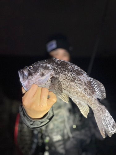 ソイの釣果