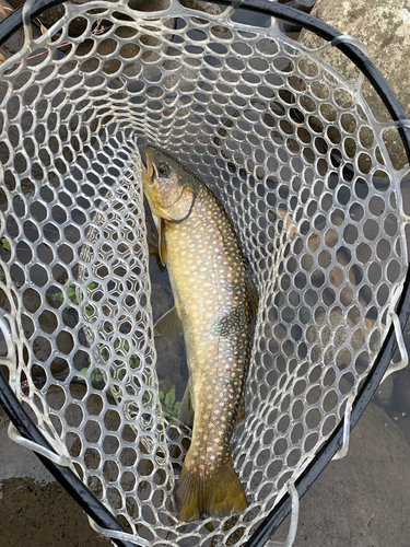 アメマスの釣果