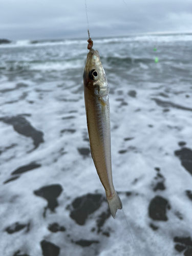 キスの釣果