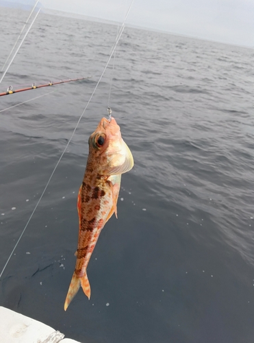 エソの釣果