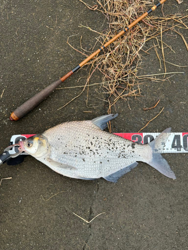 ダントウボウの釣果