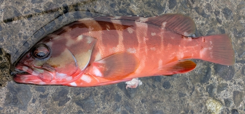 アカハタの釣果