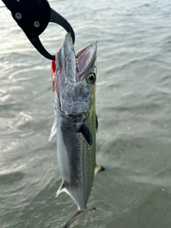 サゴシの釣果