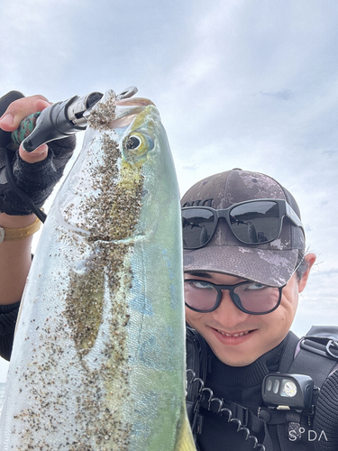 イナダの釣果