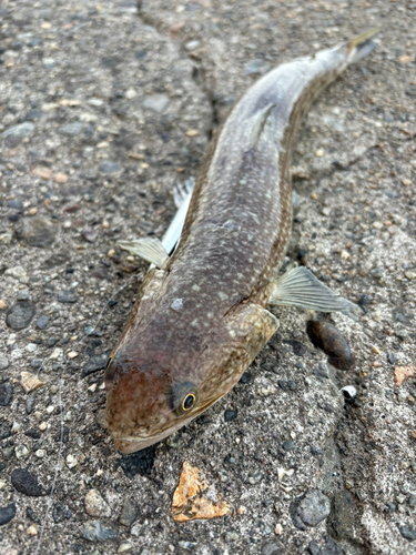 エソの釣果