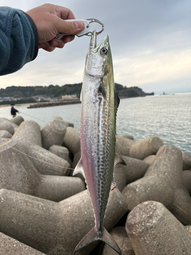 サゴシの釣果