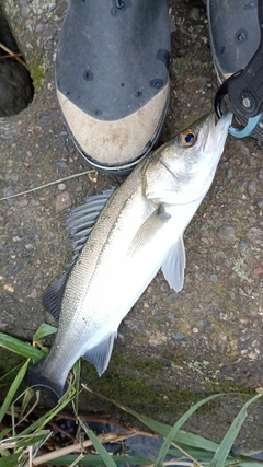 釣果