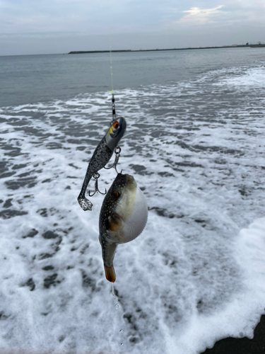 クサフグの釣果