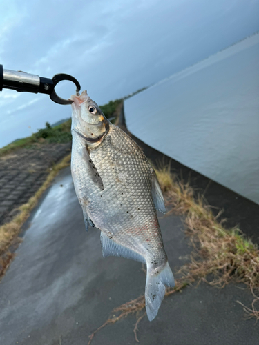 ダントウボウの釣果