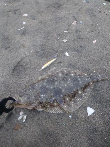 ヒラメの釣果