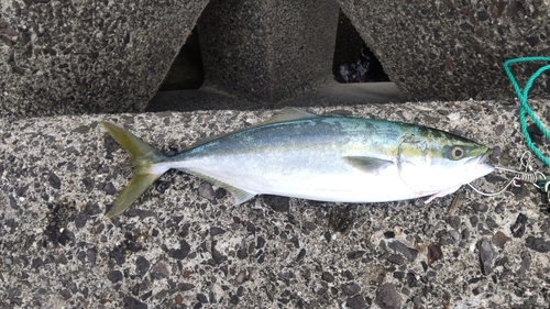 ヤズの釣果