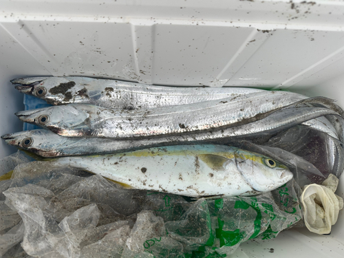 ツバスの釣果