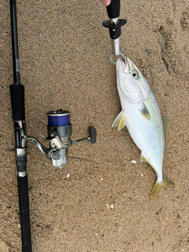 ワカシの釣果