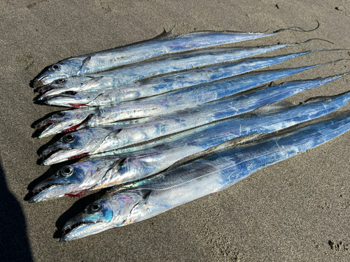 タチウオの釣果