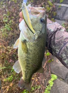 ラージマウスバスの釣果