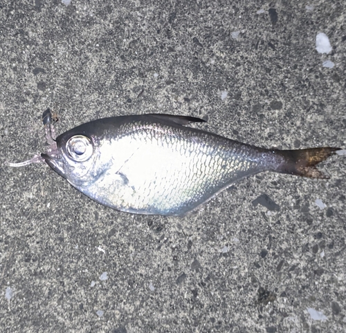 ハタンポの釣果