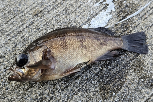 メバルの釣果