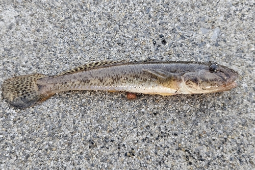 マハゼの釣果