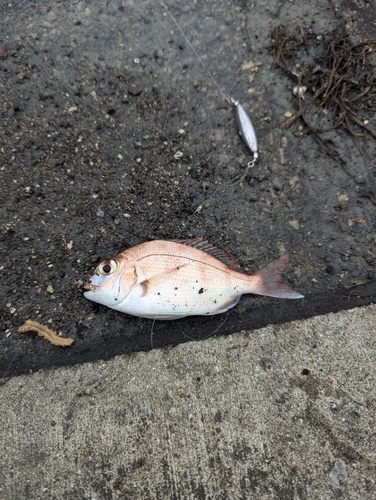 マダイの釣果