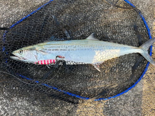 サゴシの釣果