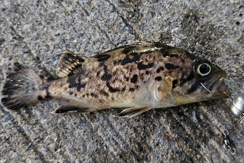 クロソイの釣果