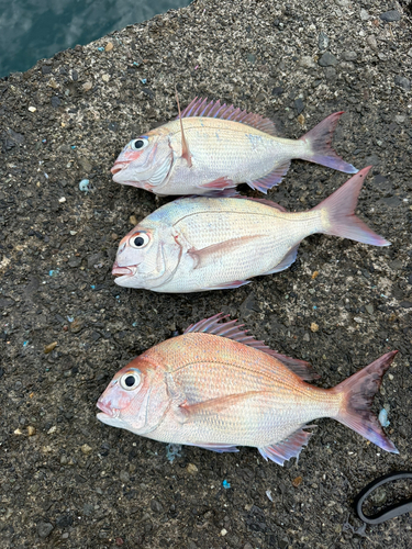 タイの釣果