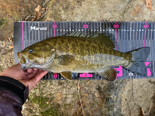 スモールマウスバスの釣果