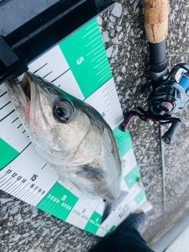 シーバスの釣果