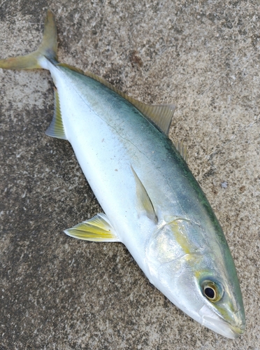 ワカシの釣果