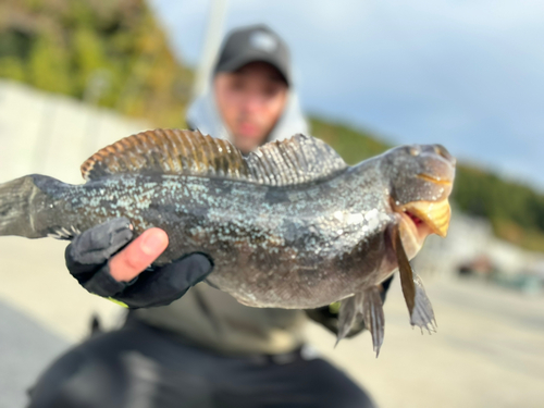 アイナメの釣果