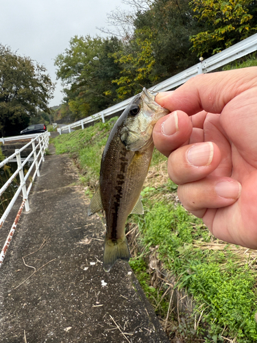 ラージマウスバスの釣果