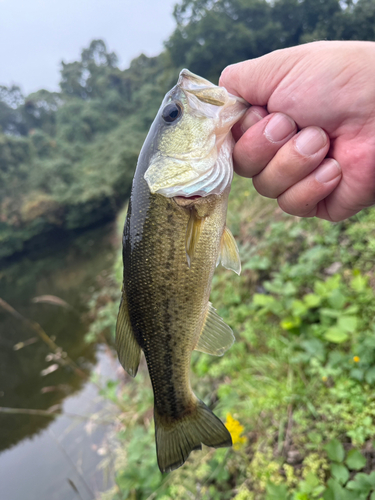 ラージマウスバスの釣果