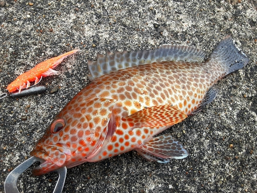 オオモンハタの釣果