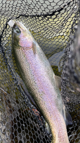 ニジマスの釣果