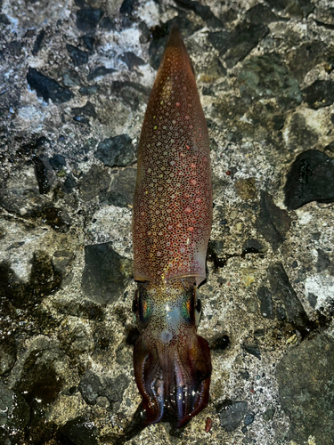 ヤリイカの釣果