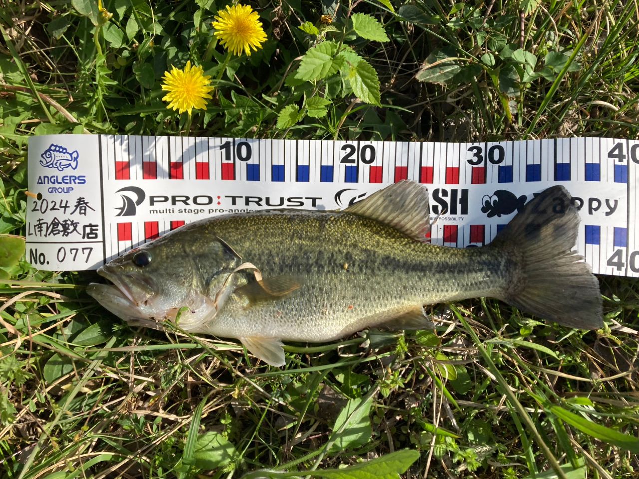 ブラックバスの釣果写真