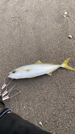 ツバスの釣果