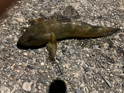 マハゼの釣果