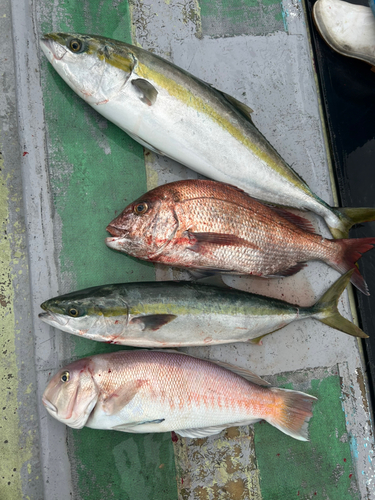 マダイの釣果