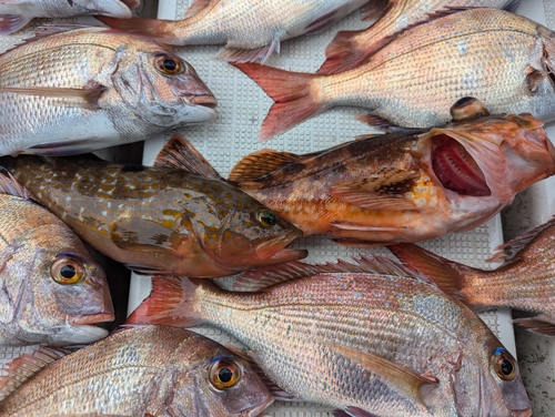 アラカブの釣果