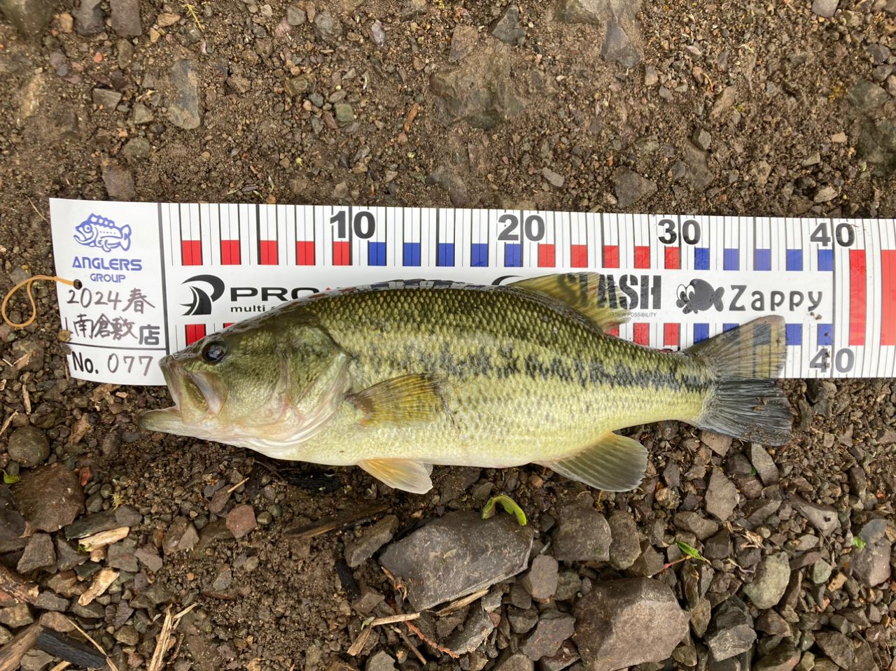 ブラックバスの釣果写真
