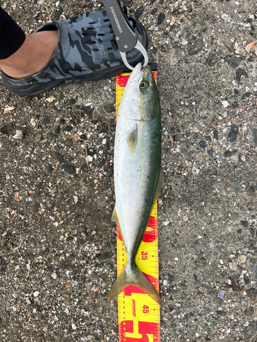 イナダの釣果