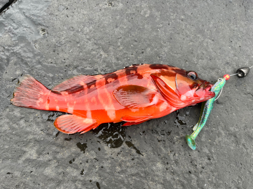 アカハタの釣果