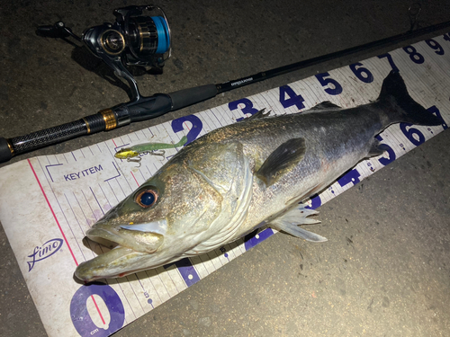 シーバスの釣果