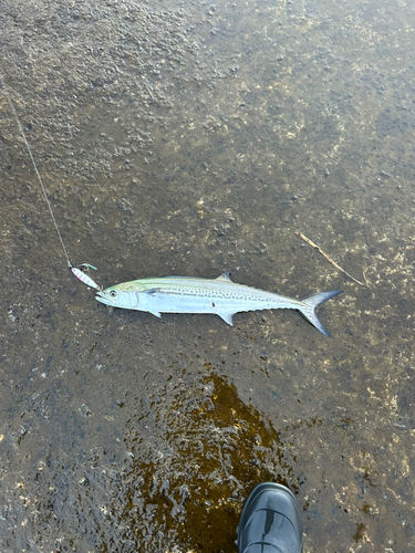 サゴシの釣果