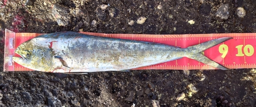 シイラの釣果