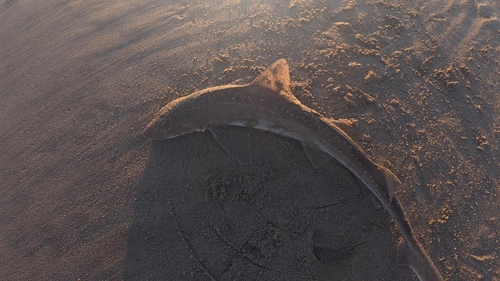 ホシザメの釣果