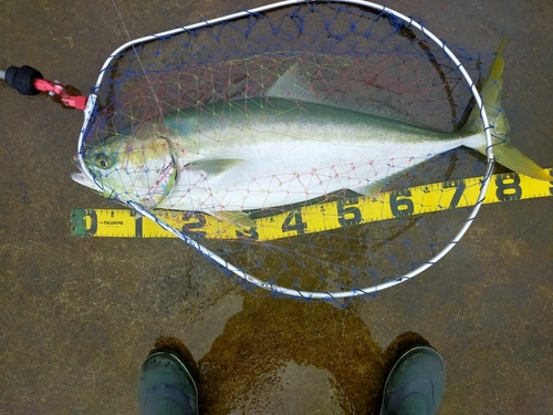 ブリの釣果